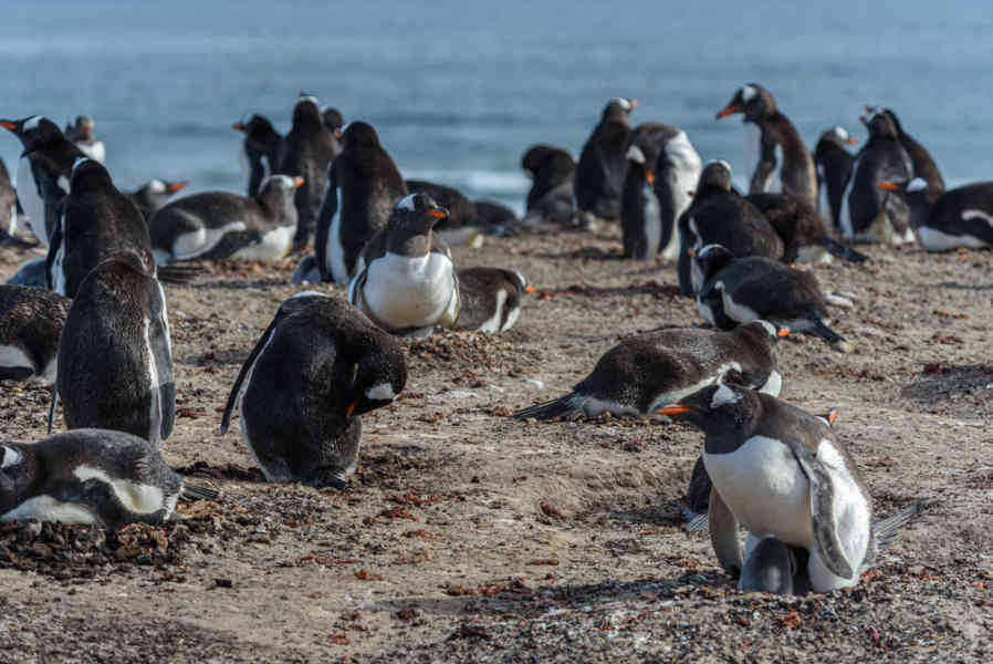 Pingüino Gentoo - islas Falkland o Malvinas 40.jpg